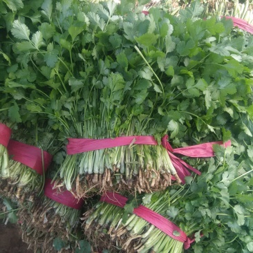 大叶香菜30厘米，质量好，都是新割的，
