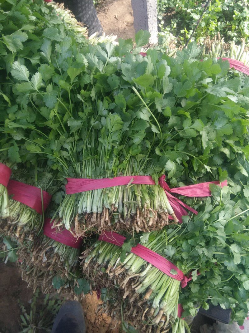 大叶香菜30厘米，质量好，都是新割的，