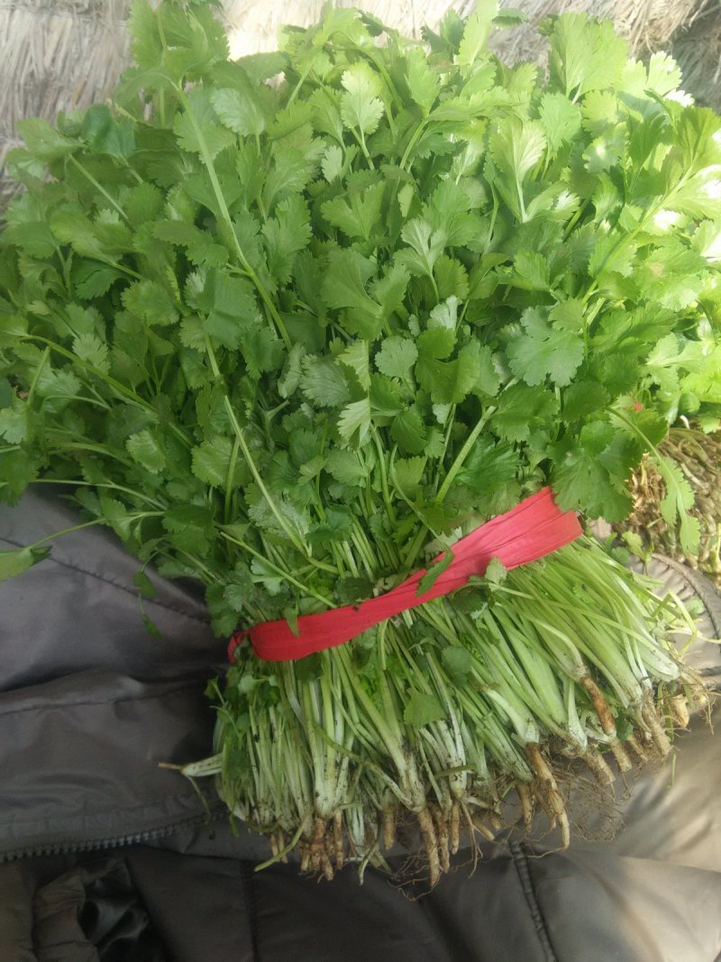 大叶香菜30厘米，质量好，都是新割的，