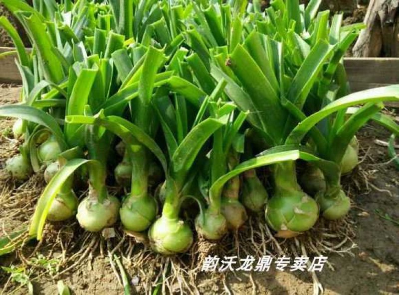 虎眼万年青净化空气，室内绿植