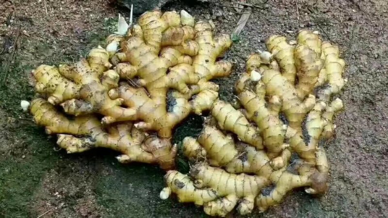 大黄姜出芽率高货源充足大黄姜小黄姜大量现货