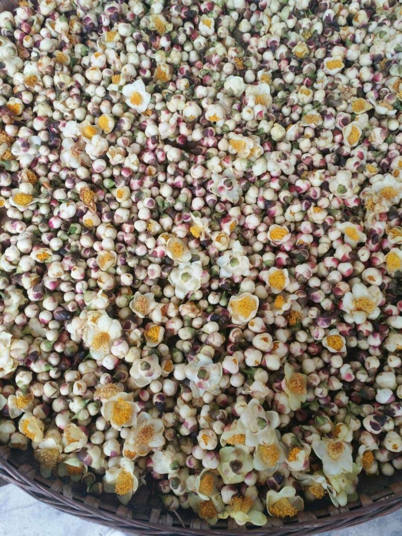 天峨特产金花茶，量不多