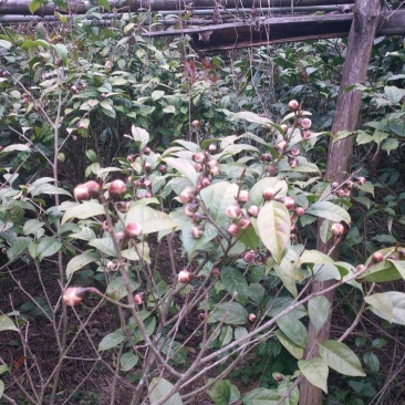 天峨特产金花茶，量不多