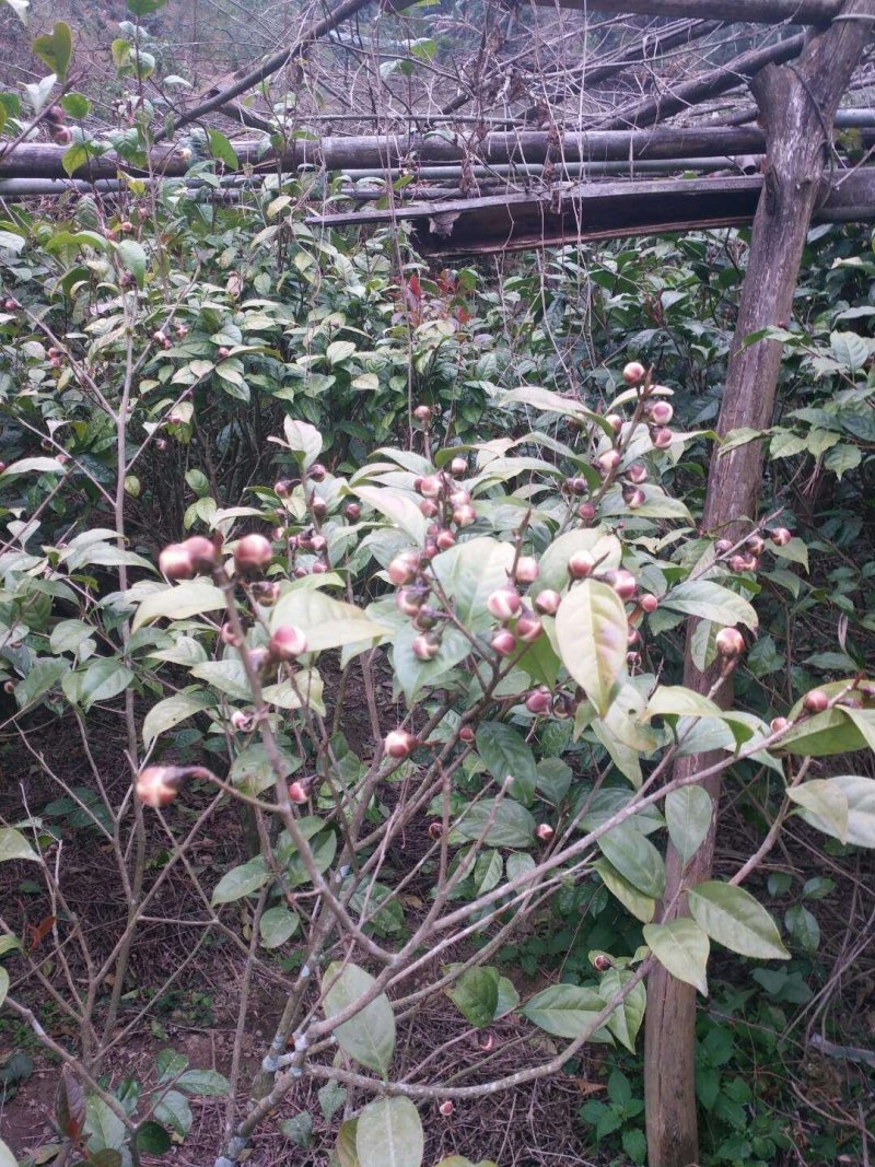 天峨特产金花茶，量不多