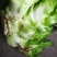 临江儿菜