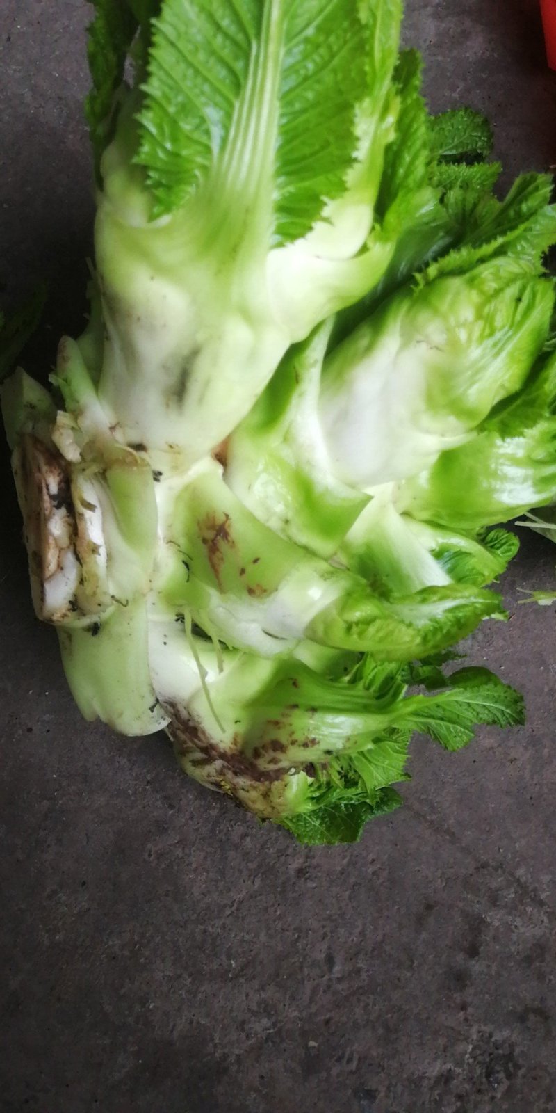 临江儿菜