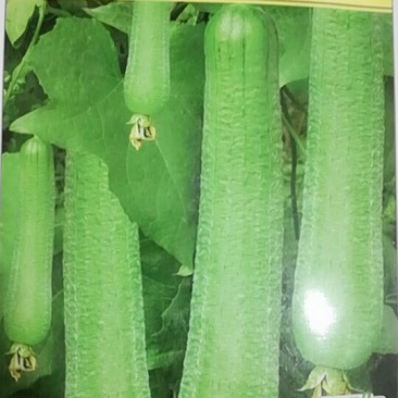 节节瓜10克/代