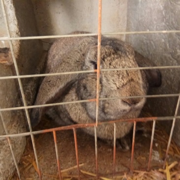 巨型肉兔品种公羊兔