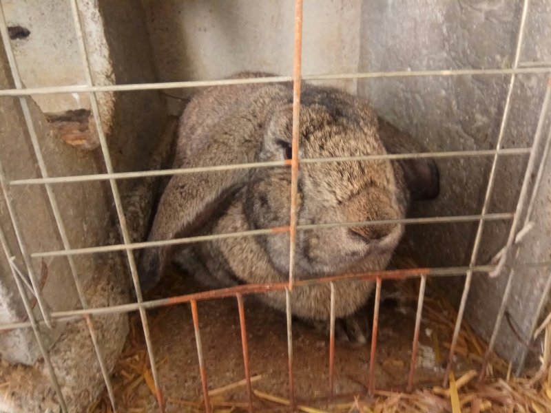 巨型肉兔品种公羊兔