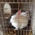 巨型肉兔品种公羊兔