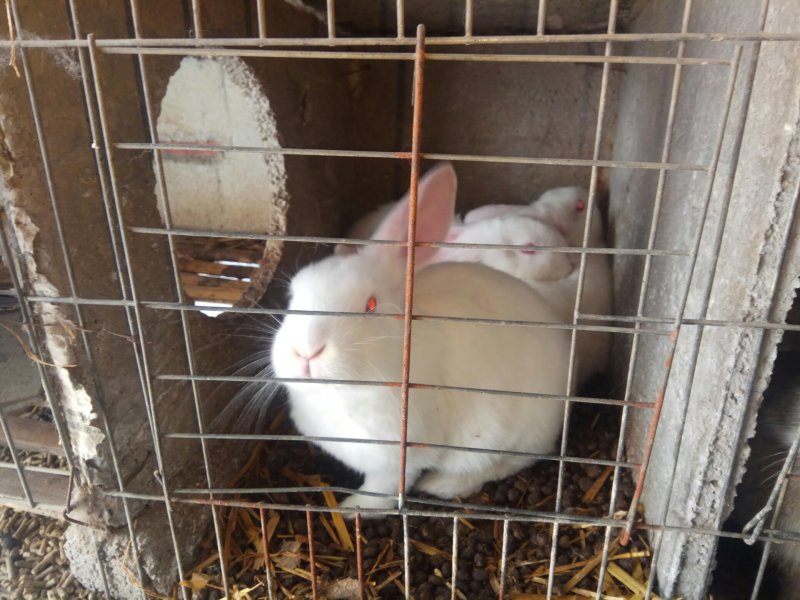 巨型肉兔品种公羊兔