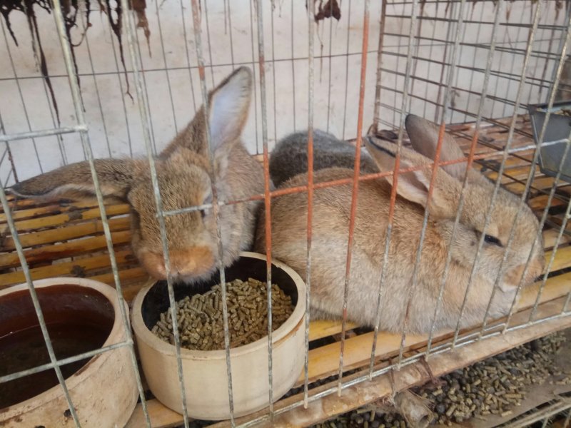 巨型肉兔品种公羊兔