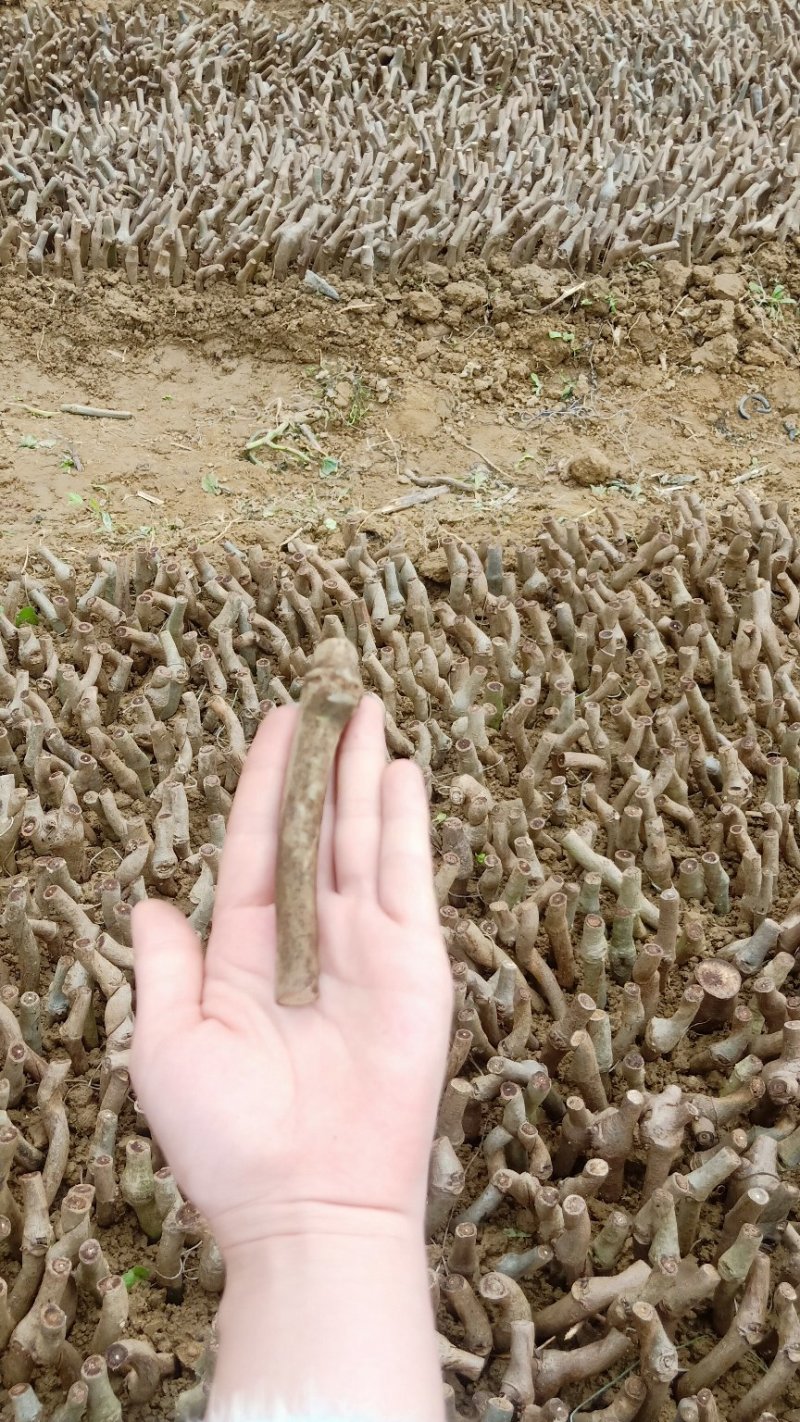 葛根种苗粉葛苗（搭配营养土，免费提供育苗种植技术）