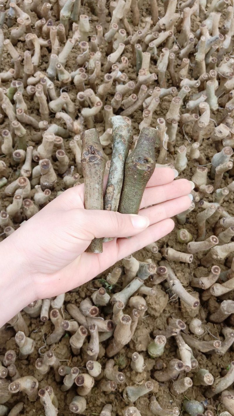 葛根种苗粉葛苗（搭配营养土，免费提供育苗种植技术）