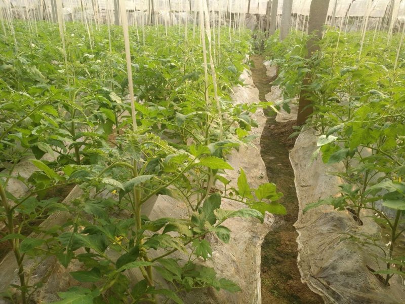 河北西红柿硬粉西红柿大量新鲜上市欢迎联系