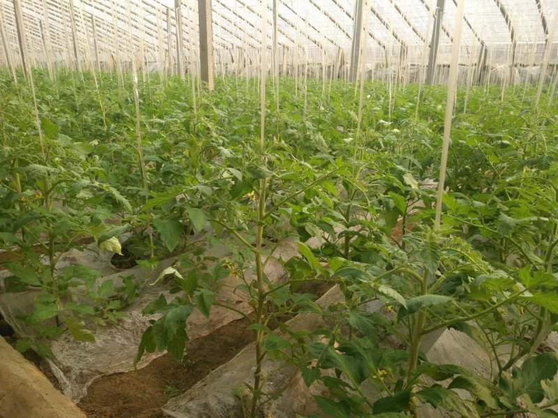 河北西红柿硬粉西红柿大量新鲜上市欢迎联系