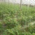 河北西红柿硬粉西红柿大量新鲜上市欢迎联系