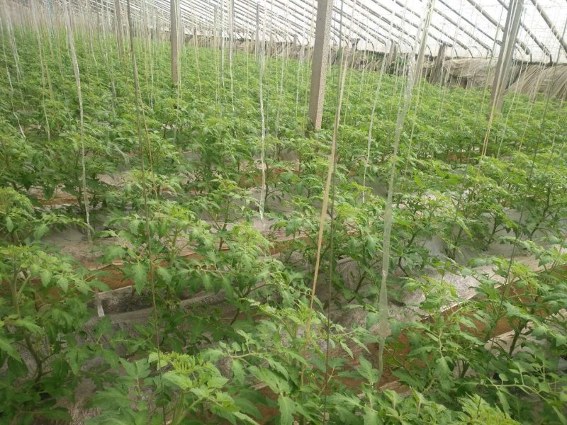 河北西红柿硬粉西红柿大量新鲜上市欢迎联系