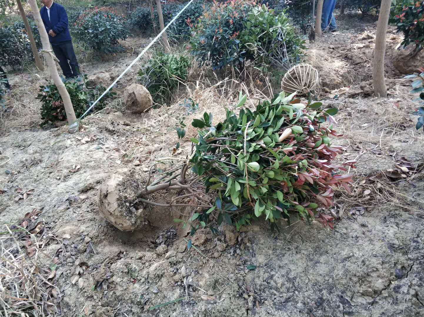 红叶石楠小苗修剪工具与流程示意图