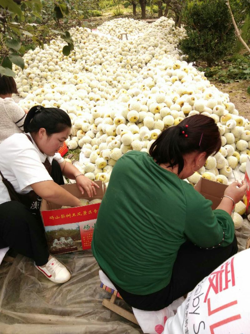 【梨】砀山梨精品礼盒包装一件代发百年品质包售后