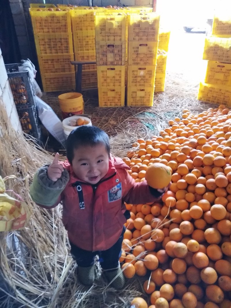 崀山脐橙