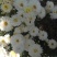 菊花苗