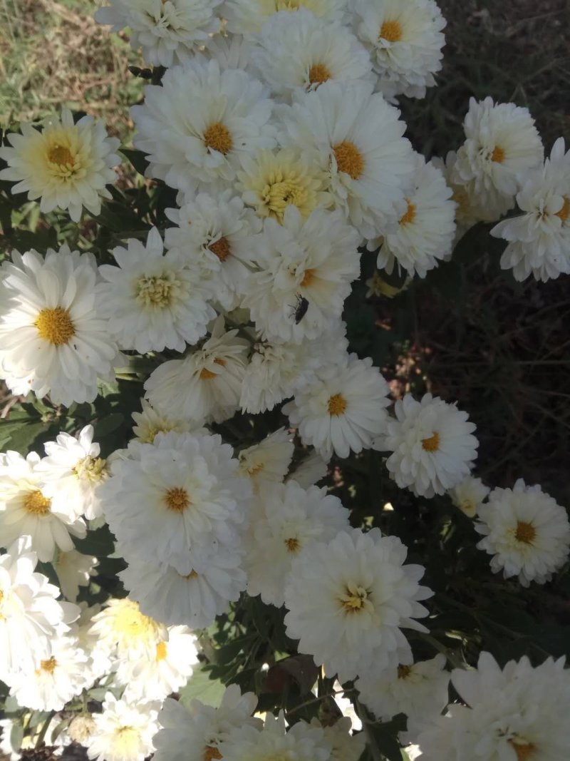 菊花苗