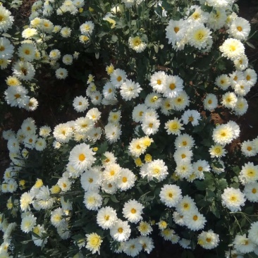 菊花苗