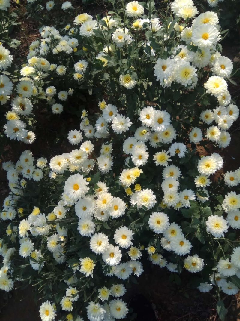 菊花苗
