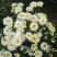 菊花苗