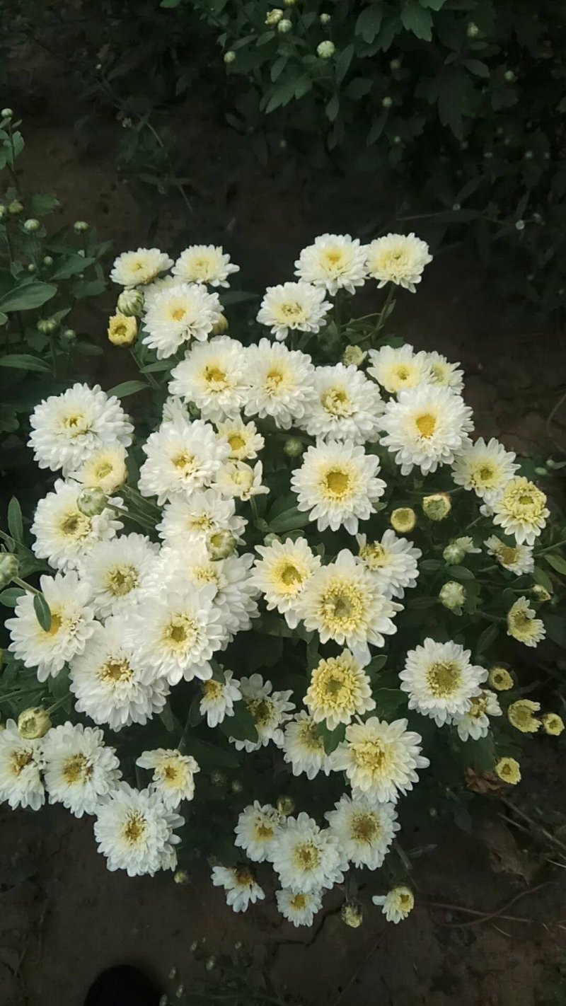 菊花苗