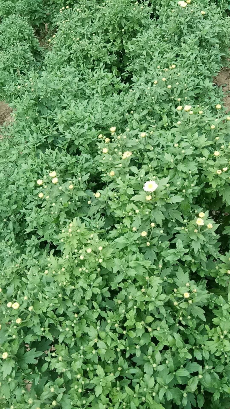 菊花苗