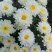 菊花苗