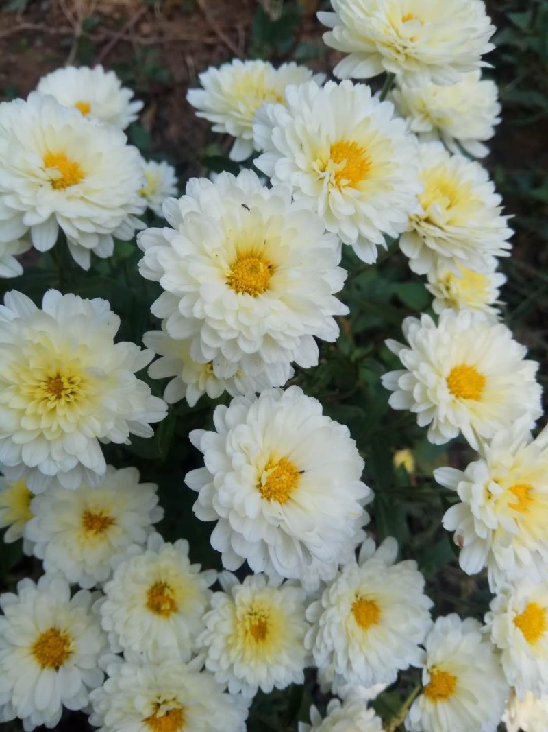 菊花苗