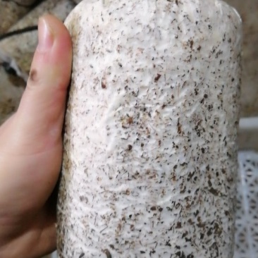 黑皮鸡枞菌包