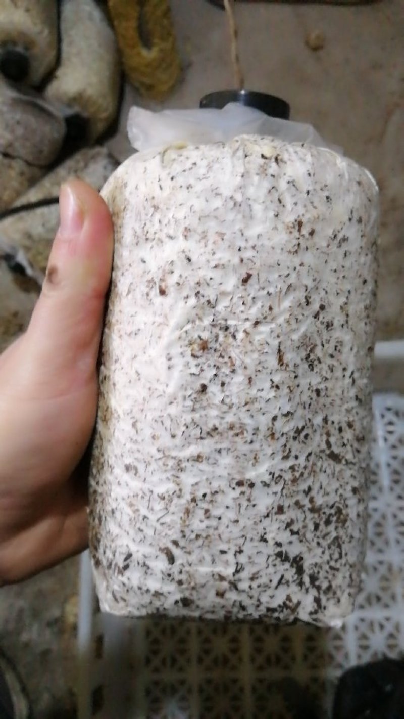黑皮鸡枞菌包