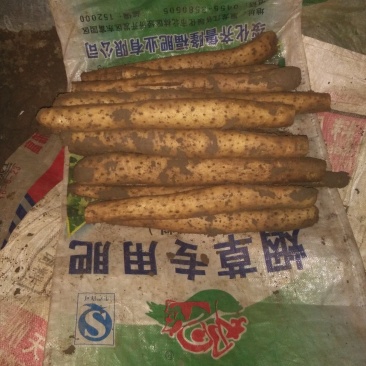白玉山药