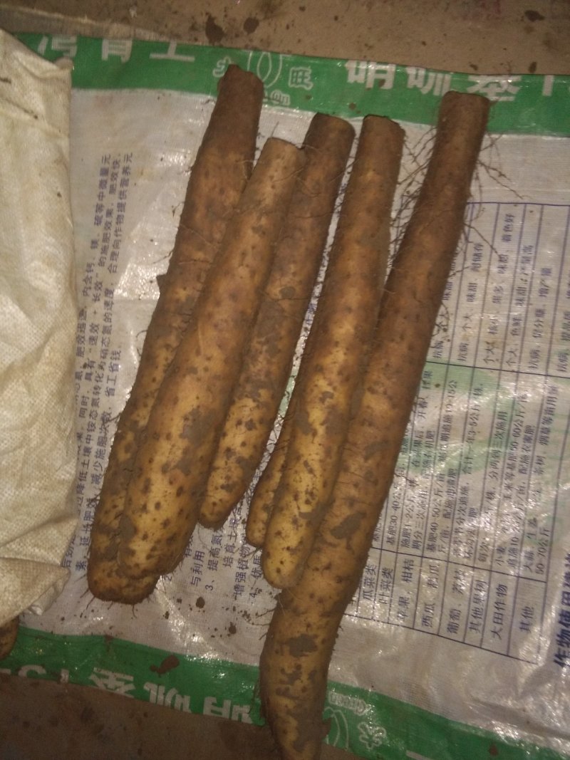 白玉山药