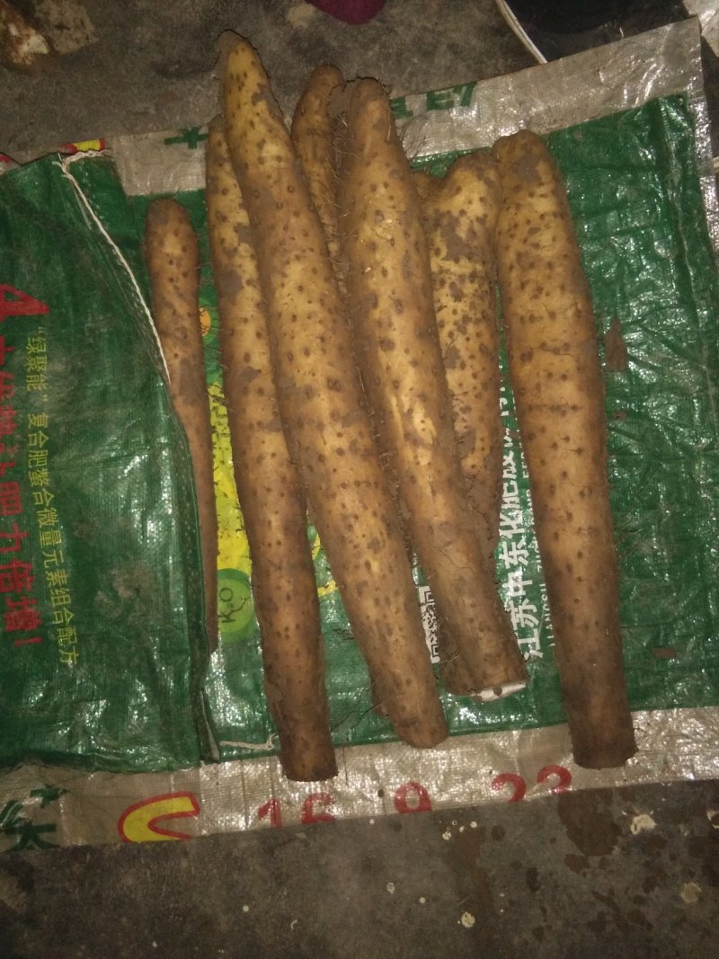 白玉山药