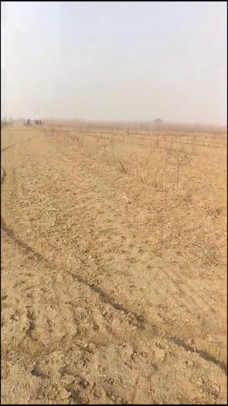 出租田地