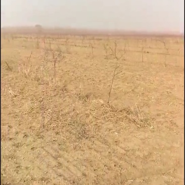 出租田地