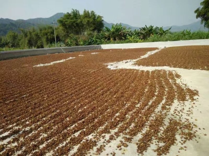广西大红春花八角大量上市产地一手货源