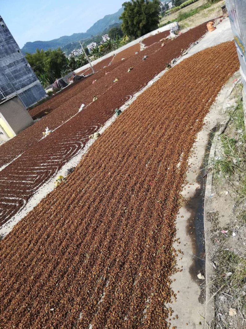 广西大红春花八角大量上市产地一手货源