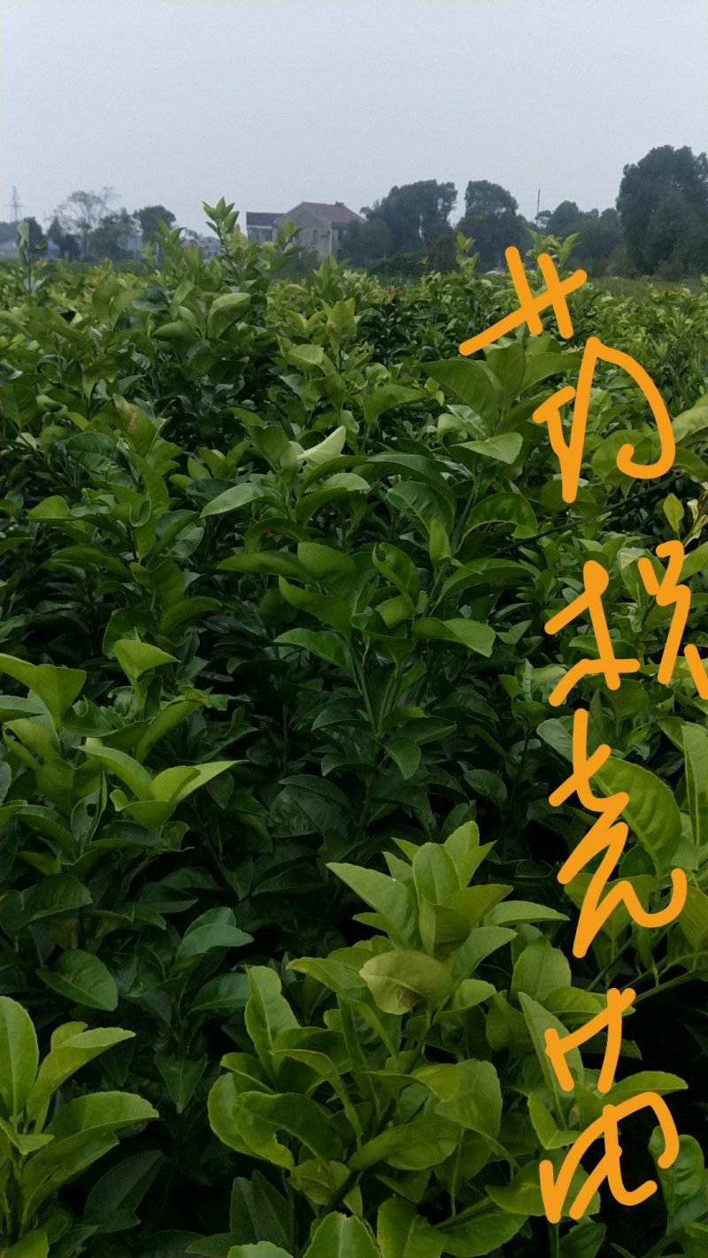嫁接药枳壳苗晒枳壳的苗湖南果树苗