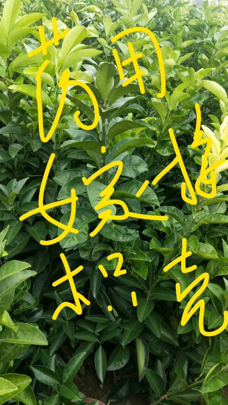 嫁接药枳壳苗晒枳壳的苗湖南果树苗