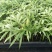 袖珍椰子树苗袖珍椰子种苗矮椰子苗室内观叶花卉绿植