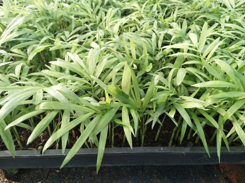 袖珍椰子树苗袖珍椰子种苗矮椰子苗室内观叶花卉绿植