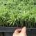 袖珍椰子树苗袖珍椰子种苗矮椰子苗室内观叶花卉绿植