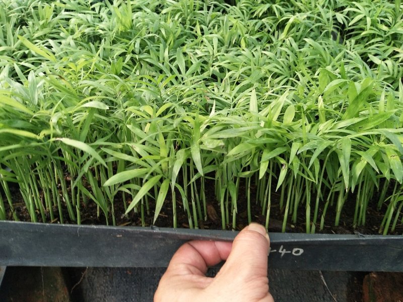 袖珍椰子树苗袖珍椰子种苗矮椰子苗室内观叶花卉绿植