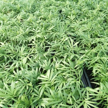 袖珍椰子树苗袖珍椰子种苗矮椰子苗室内观叶花卉绿植